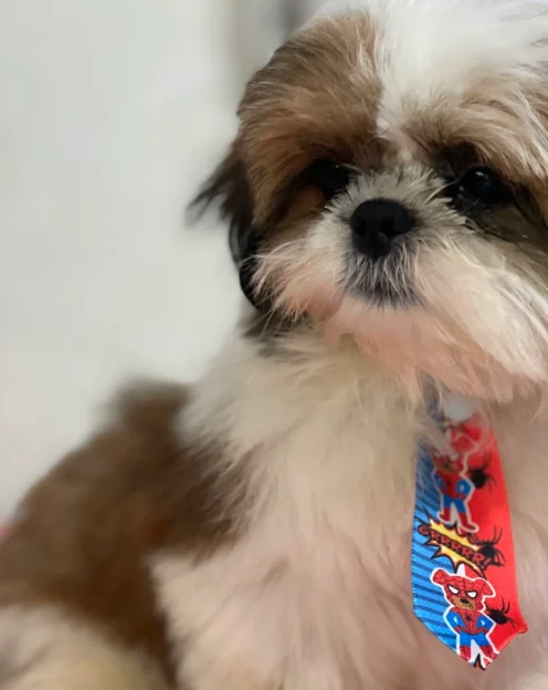 Yorkshire Terrier após tosa bebê e banho