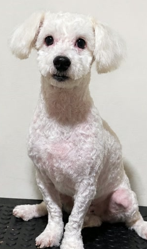 Poodle Toy após tosa tesoura 7mm