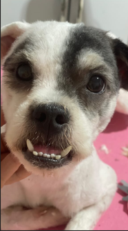 Shih Tzu após hidratação e tosa