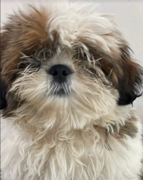 Yorkshire Terrier antes da tosa bebê