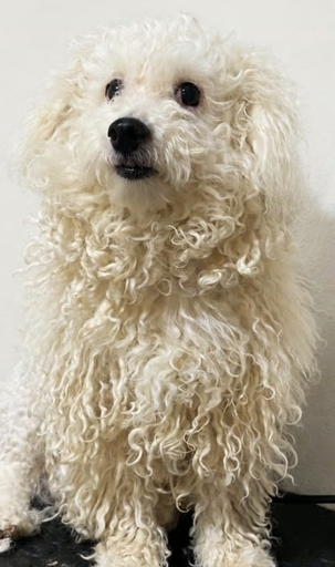 Poodle Toy antes da tosa tesoura