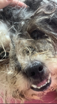 Shih Tzu antes do procedimento