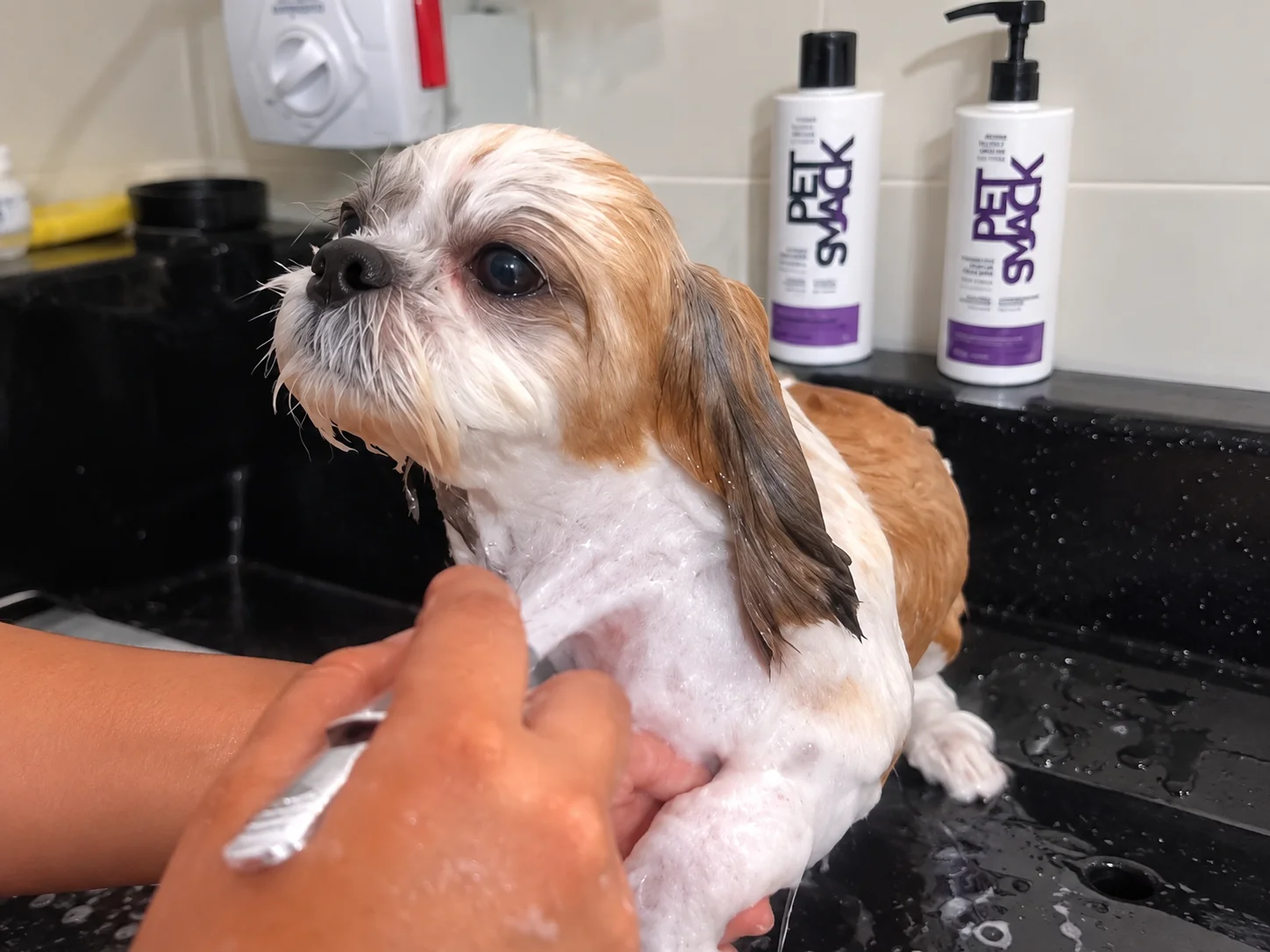 Banho e higienização pet com produtos premium
