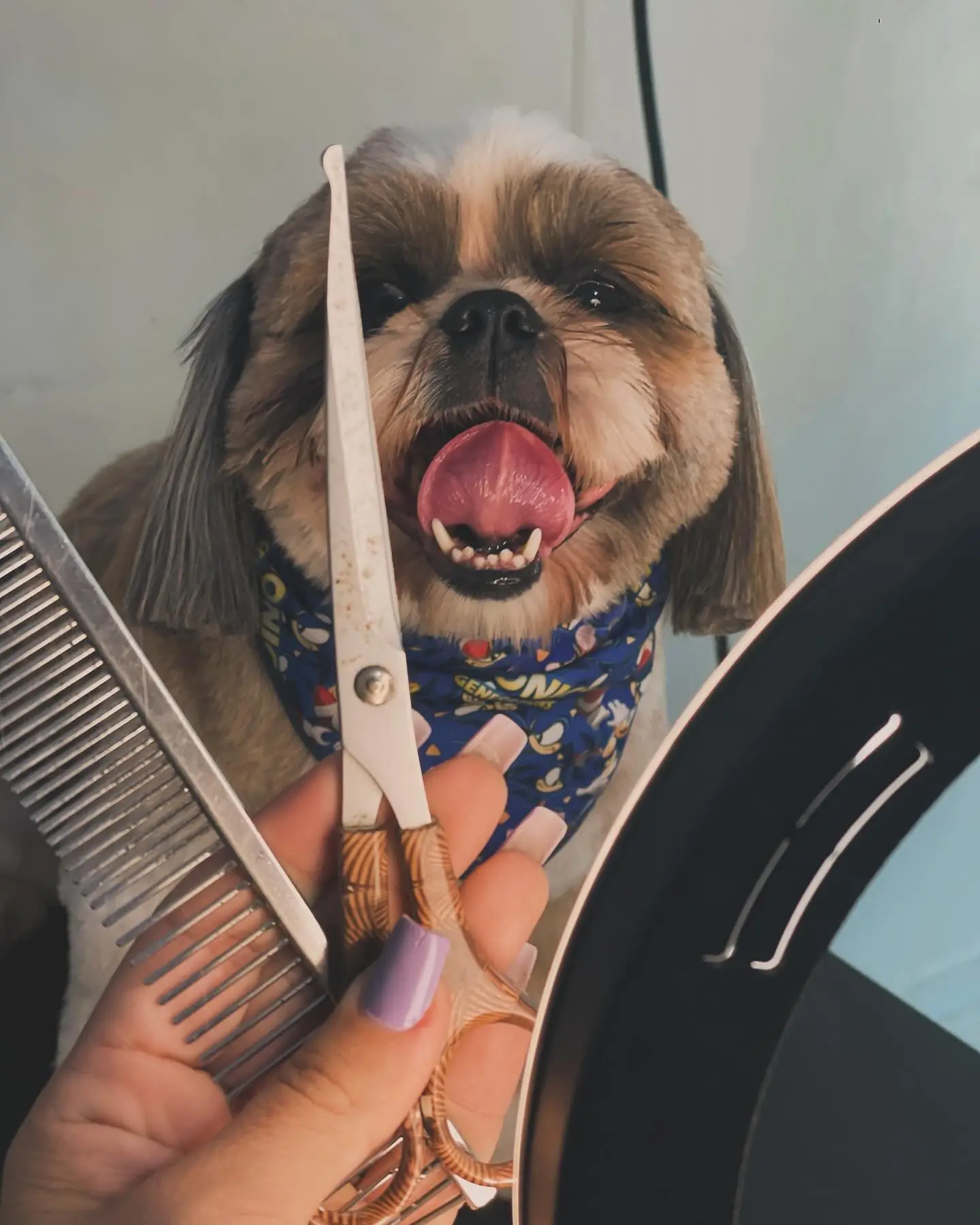 Tosa estilizada e higiênica pet
