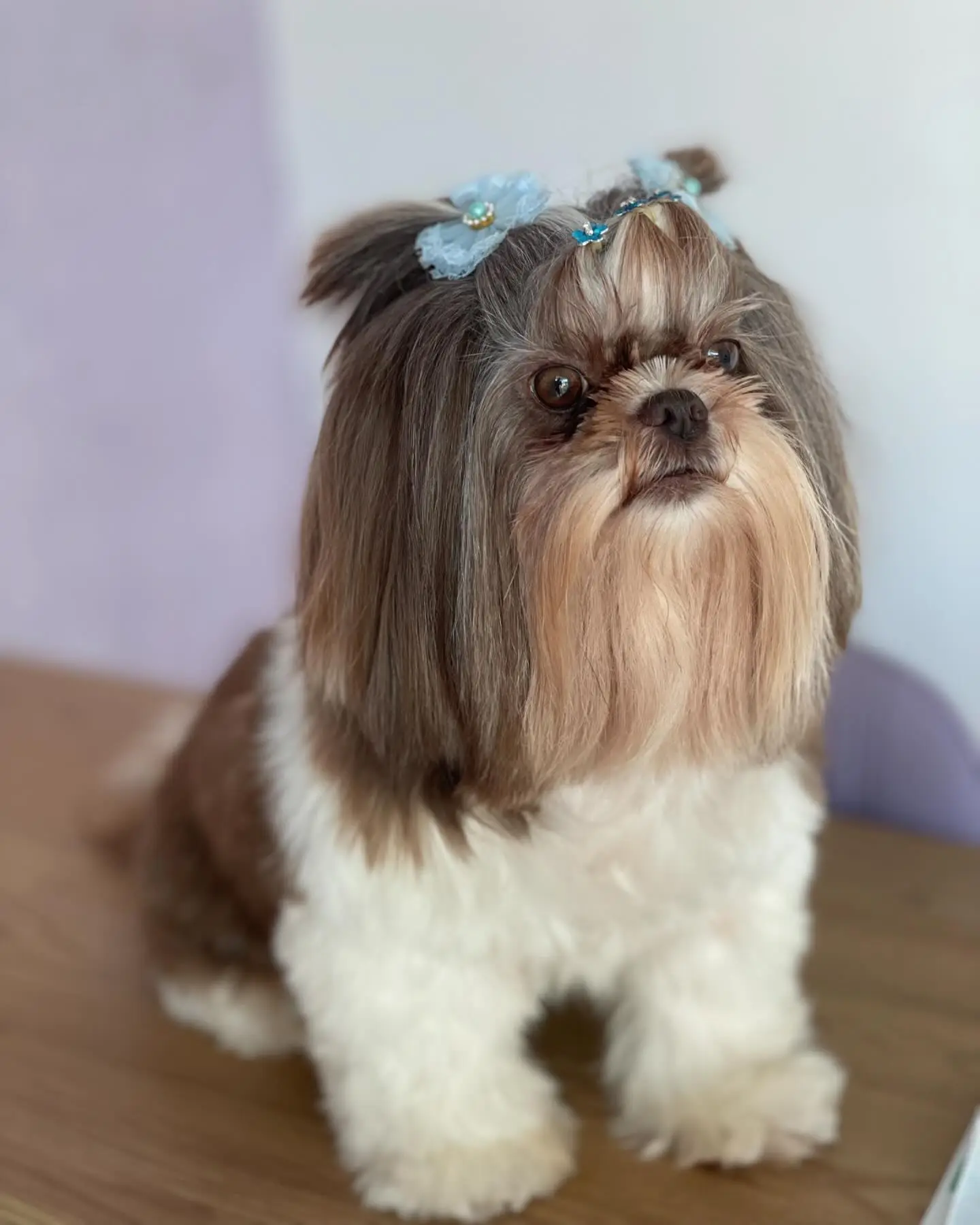 Hidratação e nutrição da pelagem pet